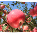 2015 Nuevo Cultivo Fresco FUJI Apple